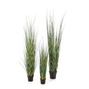 Bamboo Wild Gras