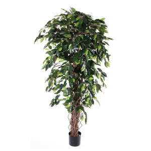 Ficus Benjamini multistrunk