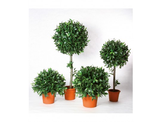 Lorbeerkugelbaum
