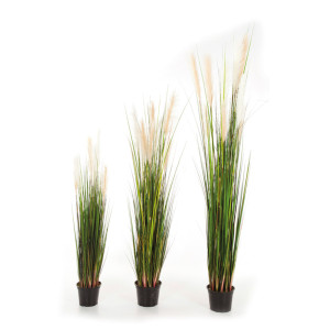Reed Gras