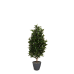 Ein Lorbeersäulenbaum in einem grauen Topf, mit dichten, grünen Blättern und einer aufrechten, säulenartigen Form, Gesamtansicht.