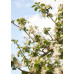 Das Foto zeigt blühende Äste eines Obstbaums mit weißen Blüten und grünen Blättern vor einem blauen Himmel, was eine frühlingshafte Atmosphäre vermittelt.